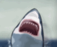 New York Shark