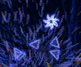 Vector Effect
